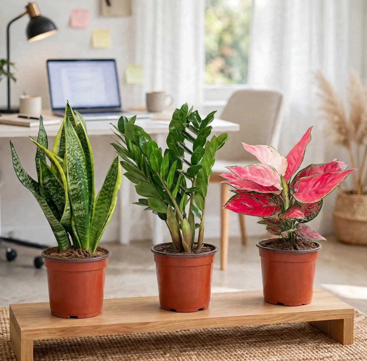 Work From Home Bundle - Snake Plant, ZZ Plant, Aglaonema Pink Air Purifying & Low Light | Dubai Home Office