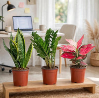 Work From Home Bundle - Snake Plant, ZZ Plant, Aglaonema Pink Air Purifying & Low Light | Dubai Home Office