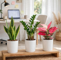 Work From Home Bundle - Snake Plant, ZZ Plant, Aglaonema Pink Air Purifying & Low Light | Dubai Home Office