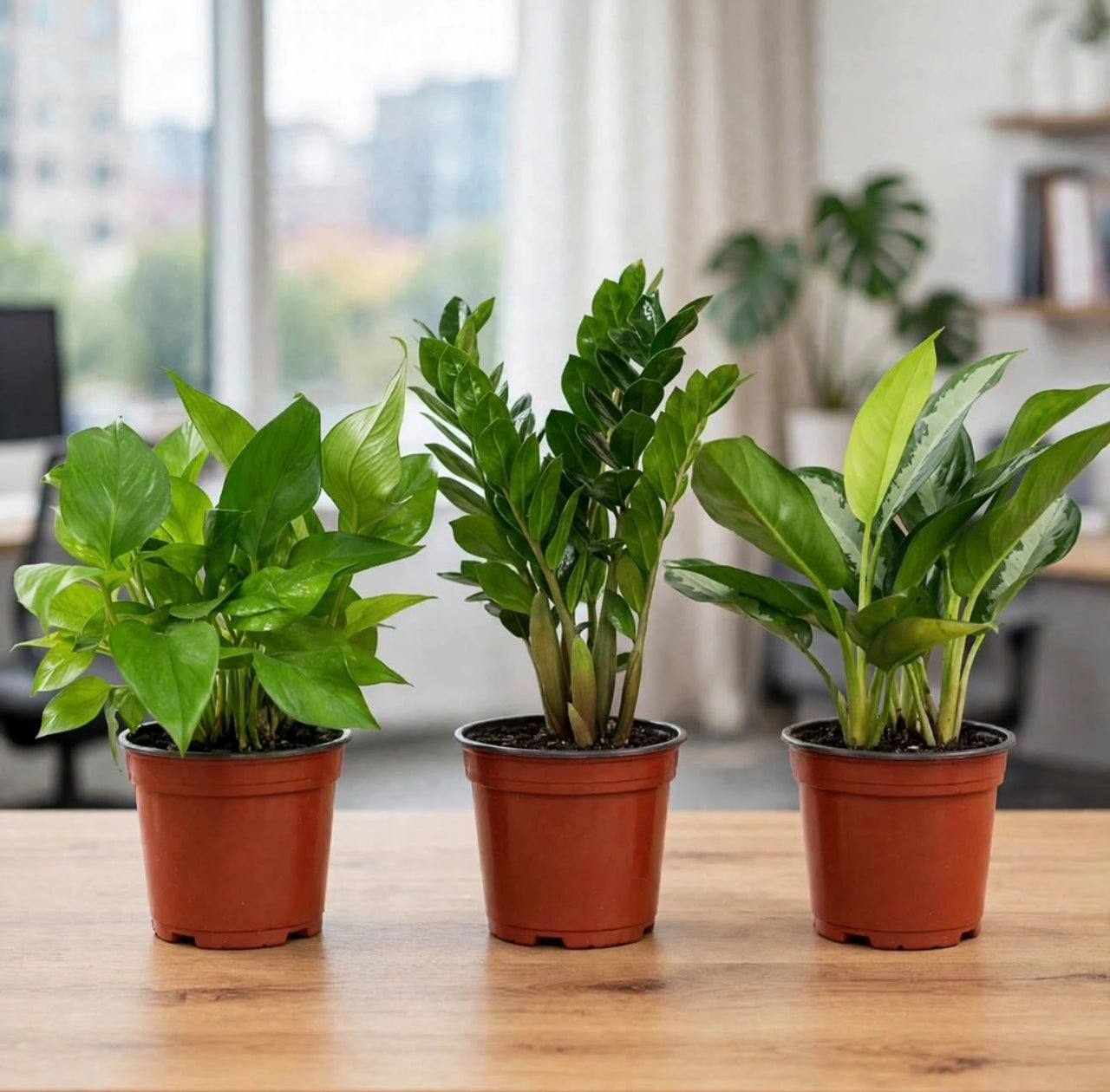 Premium Office Desk Trio – Money Plant (Pothos), ZZ & Aglaonema (Chinese Evergreen) | 20-30cm