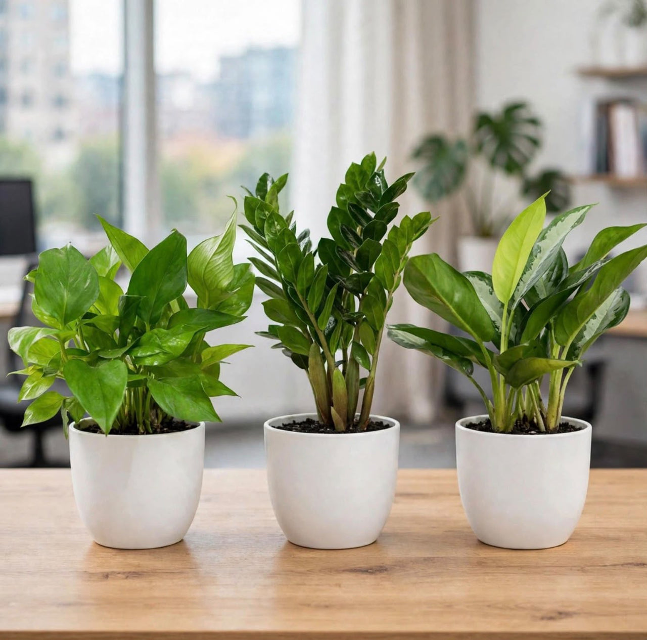 Premium Office Desk Trio – Money Plant (Pothos), ZZ & Aglaonema (Chinese Evergreen) | 20-30cm
