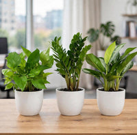 Premium Office Desk Trio – Money Plant (Pothos), ZZ & Aglaonema (Chinese Evergreen) | 20-30cm
