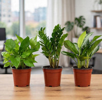 Premium Office Desk Trio – Money Plant (Pothos), ZZ & Aglaonema (Chinese Evergreen) | 20-30cm