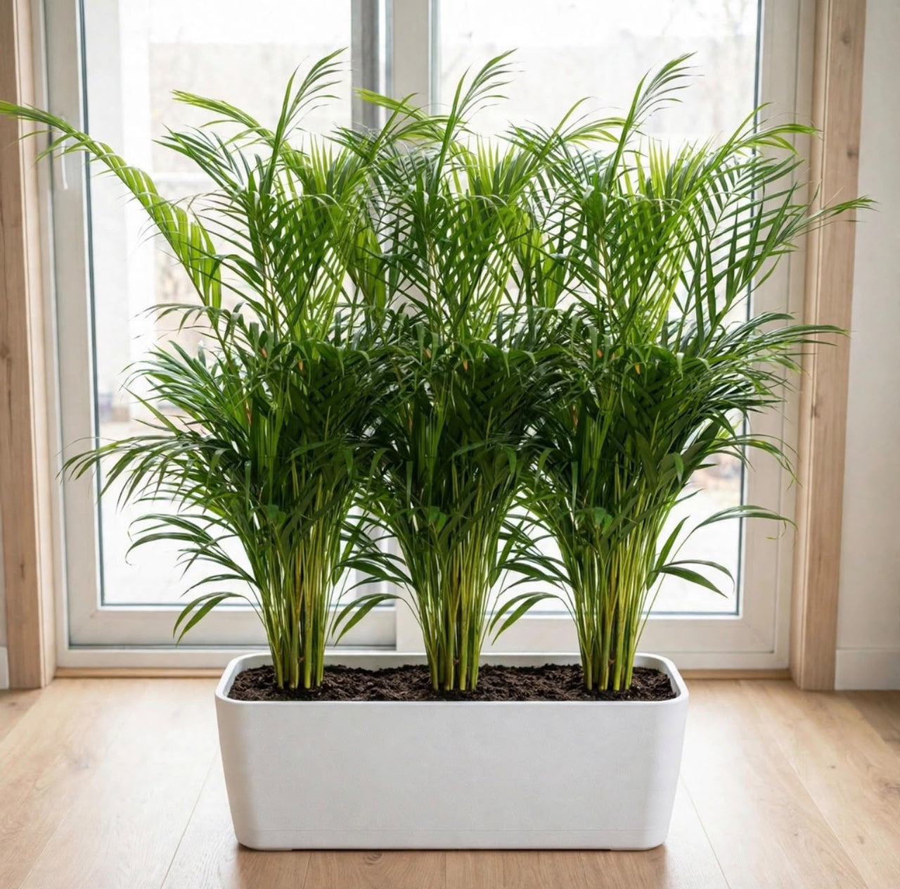 Cloud of Green – 3x Lush Areca Palms in White GRP Planter | Natural Room Divider