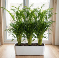 Cloud of Green – 3x Lush Areca Palms in White GRP Planter | Natural Room Divider