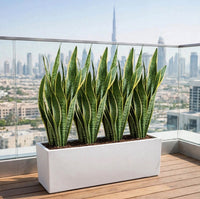 The Green Screen – 4x Snake Plants 40-60cm in White GRP Planter (90x30x30cm)