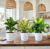 The Dieffenbachia Trio Bundle – Tropic Snow + Camilla + Compacta | 30-40cm