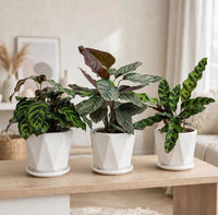 The Calathea Collection –  Makoyana + Sanderiana + Rattlesnake-20-30cm | 3 Rare Patterned Foliage