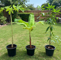 Tropical Fruit Tree Trio – Papaya + Musa Banana + Mango Tree | 80-100cm