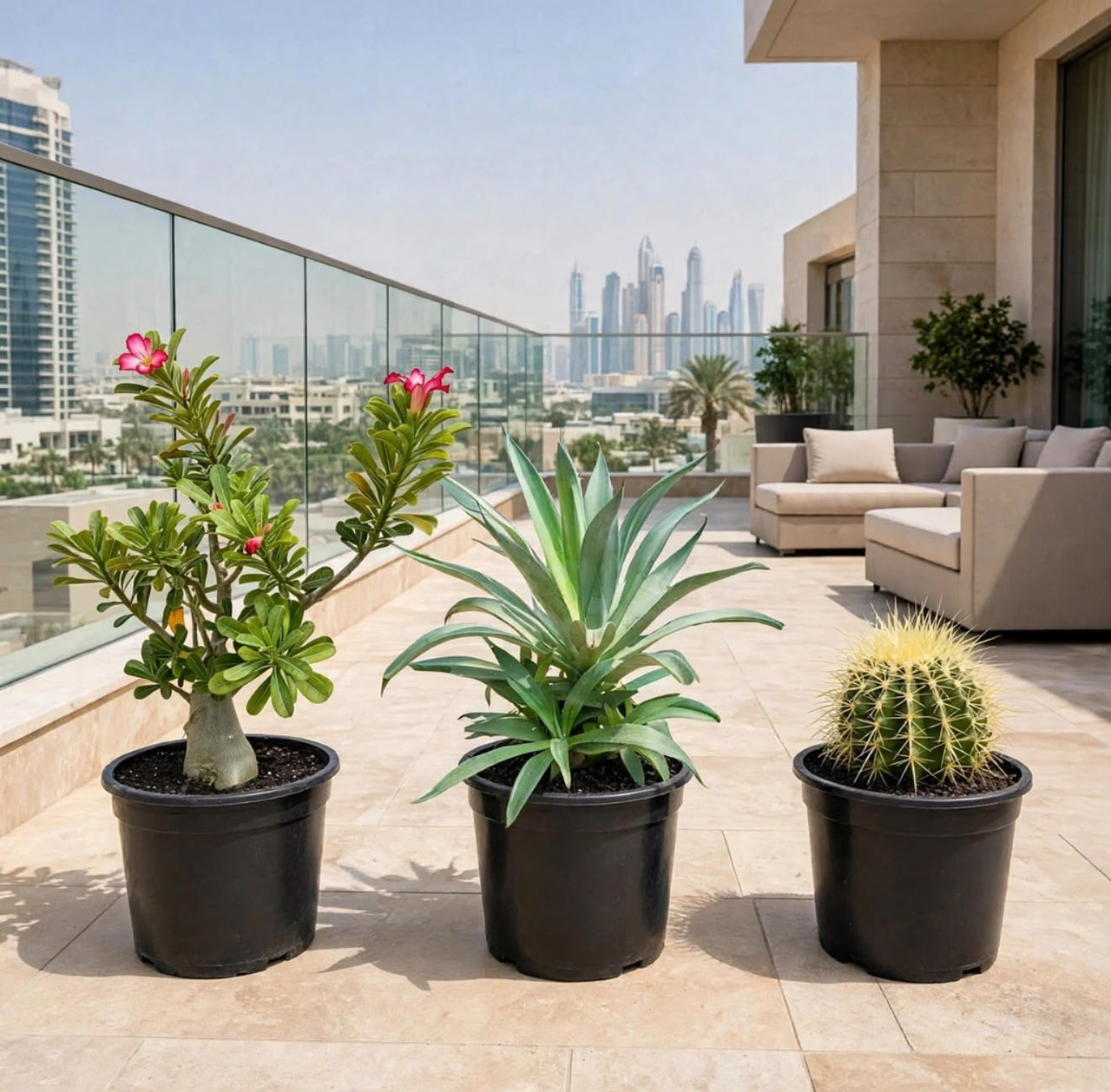 Desert Beauty Trio - Adenium obesum + Agave Desmettiana + Golden Barrel Cactus