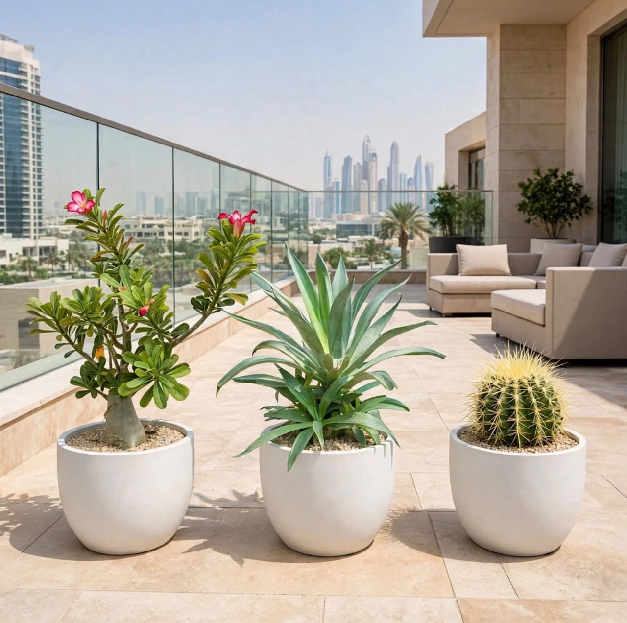 Desert Beauty Trio - Adenium obesum + Agave Desmettiana + Golden Barrel Cactus