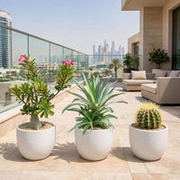 Desert Beauty Trio - Adenium obesum + Agave Desmettiana + Golden Barrel Cactus