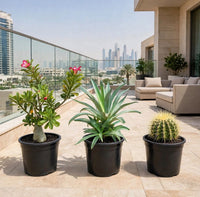 Desert Beauty Trio - Adenium obesum + Agave Desmettiana + Golden Barrel Cactus