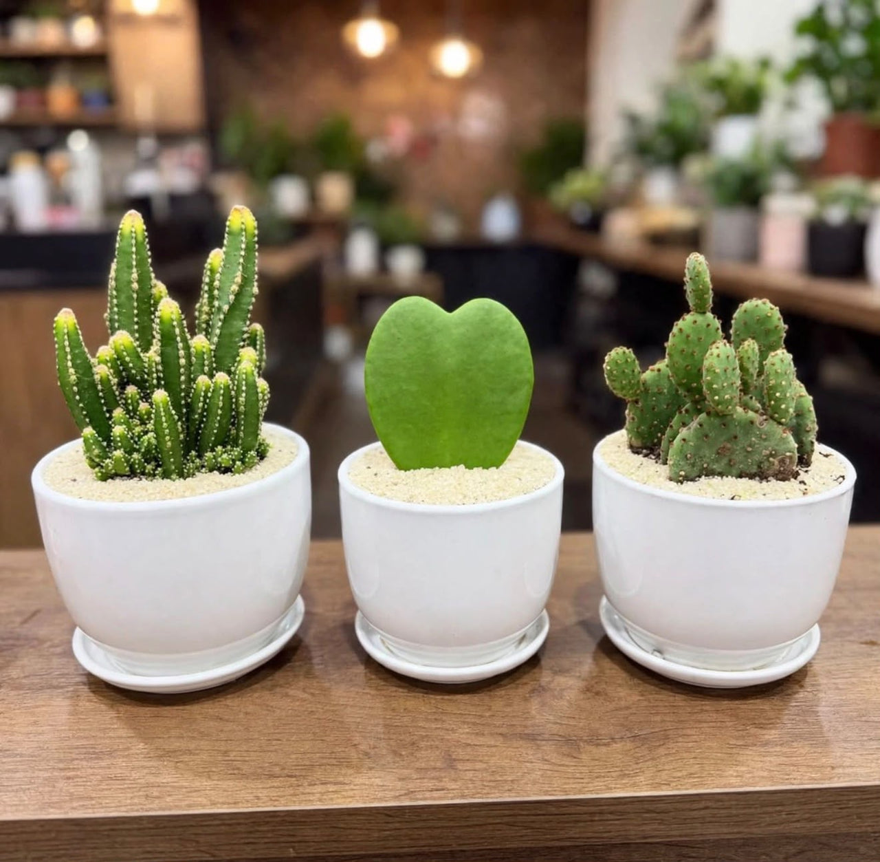 Cute Mini Cactus Trio – Fairy Castle, Heart Hoya & Bunny Ears – Set of 3