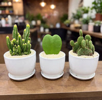 Cute Mini Cactus Trio – Fairy Castle, Heart Hoya & Bunny Ears – Set of 3