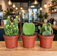 Cute Mini Cactus Trio – Fairy Castle, Heart Hoya & Bunny Ears – Set of 3
