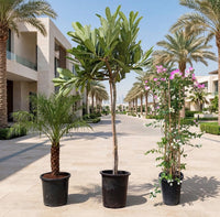 Luxury Villa Garden Bundle – Phoenix Palm, Plumeria & Bougainvillea – 3 Large Outdoor Plants