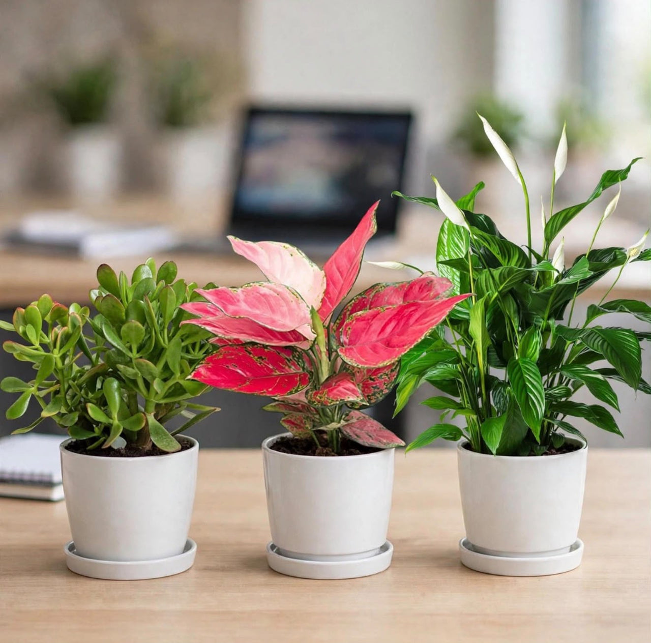 Desk Decor Bundle – Set of 3 Air Purifying Plants – Jade Plant + Aglaonema + Peace Lily