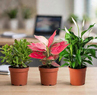 Desk Decor Bundle – Set of 3 Air Purifying Plants – Jade Plant + Aglaonema + Peace Lily