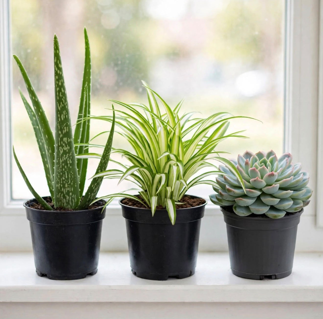 Sleep Easy Plant Bundle – 3 Bedroom Oxygen Plants – Aloe Vera, Spider Plant & Succulent Set