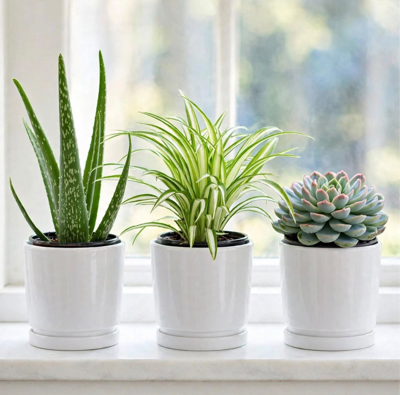Sleep Easy Plant Bundle – 3 Bedroom Oxygen Plants – Aloe Vera, Spider Plant & Succulent Set