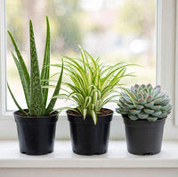Sleep Easy Plant Bundle – 3 Bedroom Oxygen Plants – Aloe Vera, Spider Plant & Succulent Set