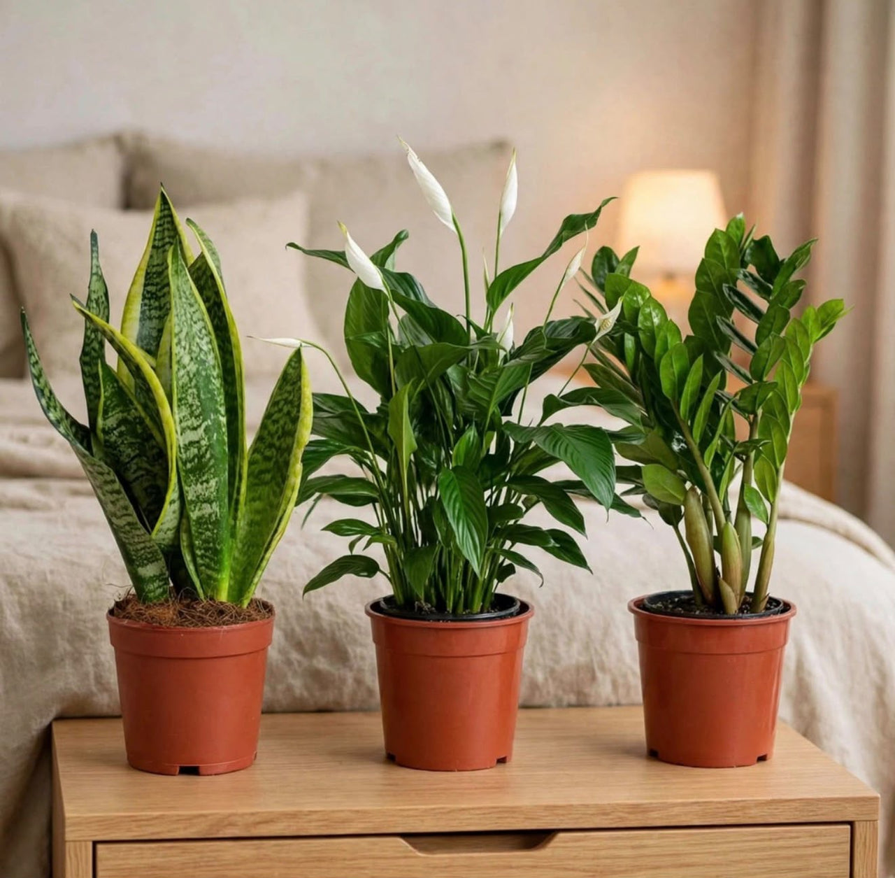 Low Light Bedroom Plant Bundle – Snake Plant, Peace Lily & ZZ Plant – Air Purifying & Beginner Friendly