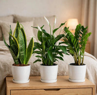 Low Light Bedroom Plant Bundle – Snake Plant, Peace Lily & ZZ Plant – Air Purifying & Beginner Friendly