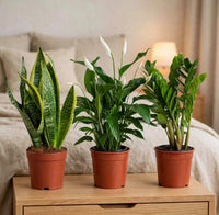 Low Light Bedroom Plant Bundle – Snake Plant, Peace Lily & ZZ Plant – Air Purifying & Beginner Friendly