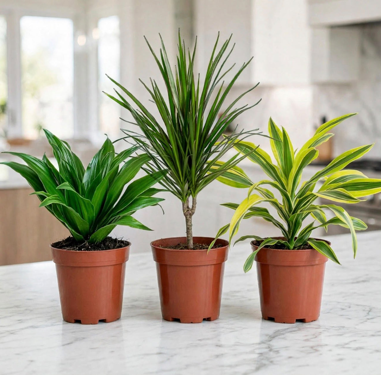 Dracaena Plant Bundle – 3 Live Indoor Plants – Compacta, Marginata & Lemon Lime – Kitchen & Office Set
