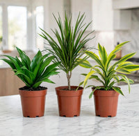 Dracaena Plant Bundle – 3 Live Indoor Plants – Compacta, Marginata & Lemon Lime – Kitchen & Office Set