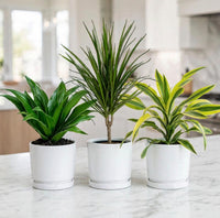Dracaena Plant Bundle – 3 Live Indoor Plants – Compacta, Marginata & Lemon Lime – Kitchen & Office Set