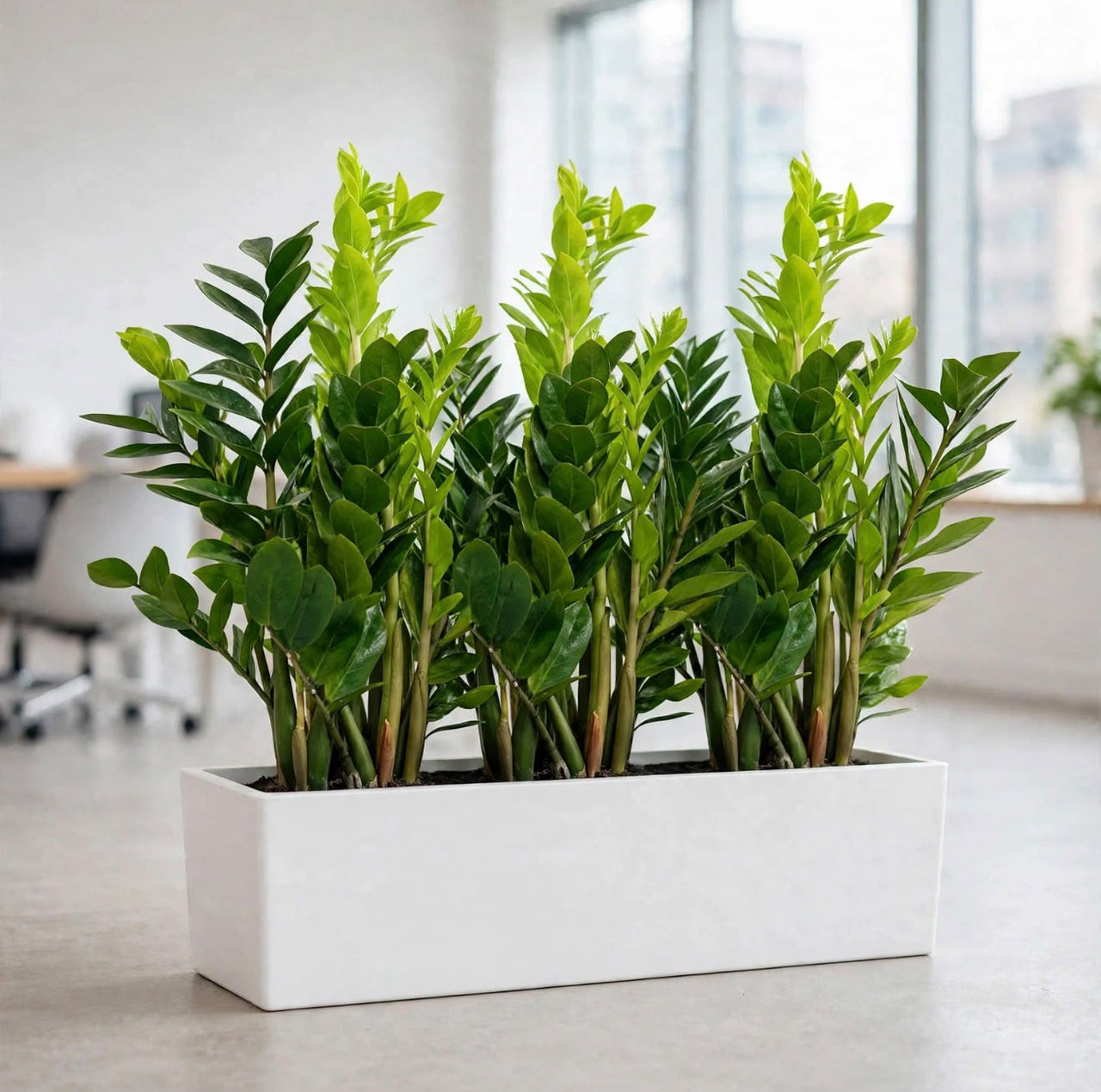 ZZ Plant Triple in White GRP Trough – 3 ZZ Plants in 1 Rectangular Pot – Modern Office Bundle