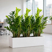 ZZ Plant Triple in White GRP Trough – 3 ZZ Plants in 1 Rectangular Pot – Modern Office Bundle