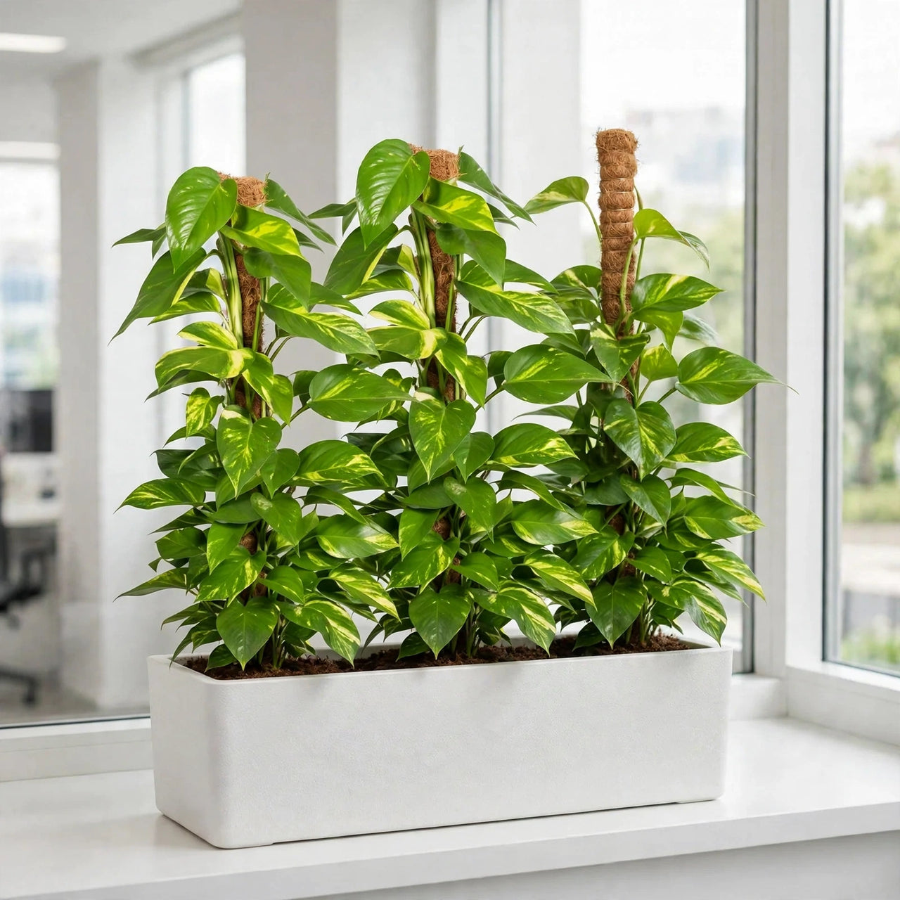 Money Plant Triple with Pole Support – 3 Golden Pothos in GRP 90x30x30cm – Office/Home Bundle