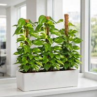 Money Plant Triple with Pole Support – 3 Golden Pothos in GRP 90x30x30cm – Office/Home Bundle