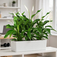 Peace Lily Triple in White GRP Trough – 3 Peace Lilies in 1 Rectangular Pot – Office/Home Bundle