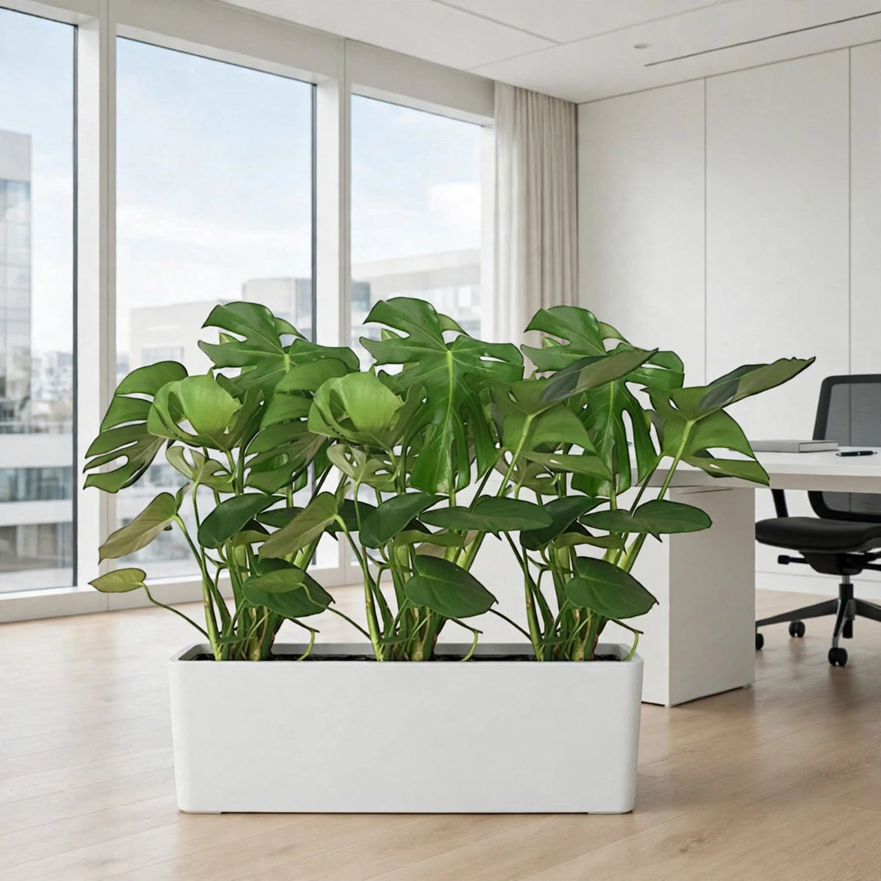 Monstera Triple in White GRP Trough – 3 Monstera Deliciosa in 1 Rectangular Pot – Office/Home Bundle