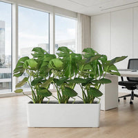 Monstera Triple in White GRP Trough – 3 Monstera Deliciosa in 1 Rectangular Pot – Office/Home Bundle