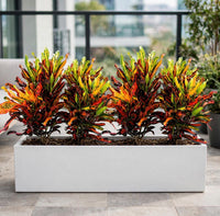 Croton Mammy 4 Plants Bundle – 90x30x30cm White GRP Pot – Outdoor Balcony Planter