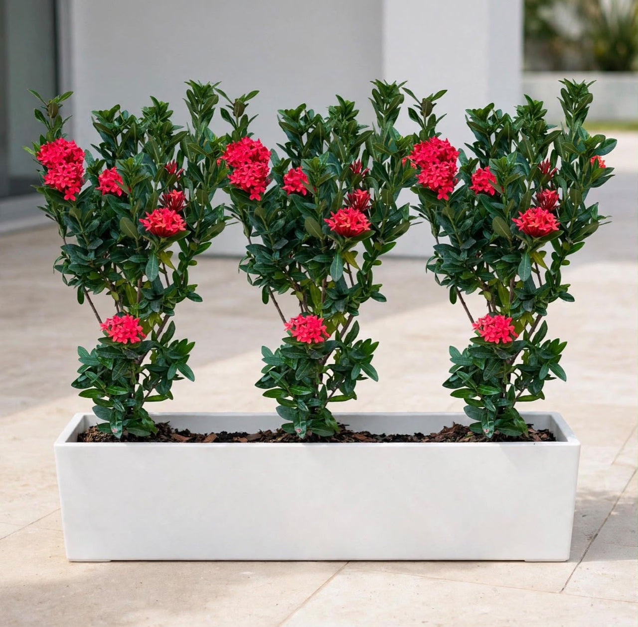 Ixora Chinensis Red Triple Bundle – 3 Ixora Chinensis Plants in 90x30x30cm White GRP Pot