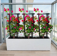 Bougainvillea 4-Sticks Triple Bundle – 3 Bougainvillea with Trellis in 90x30x30cm GRP Planter