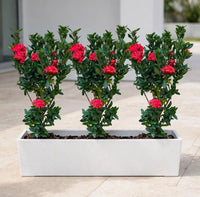 Ixora Chinensis Red Triple Bundle – 3 Ixora Chinensis Plants in 90x30x30cm White GRP Pot
