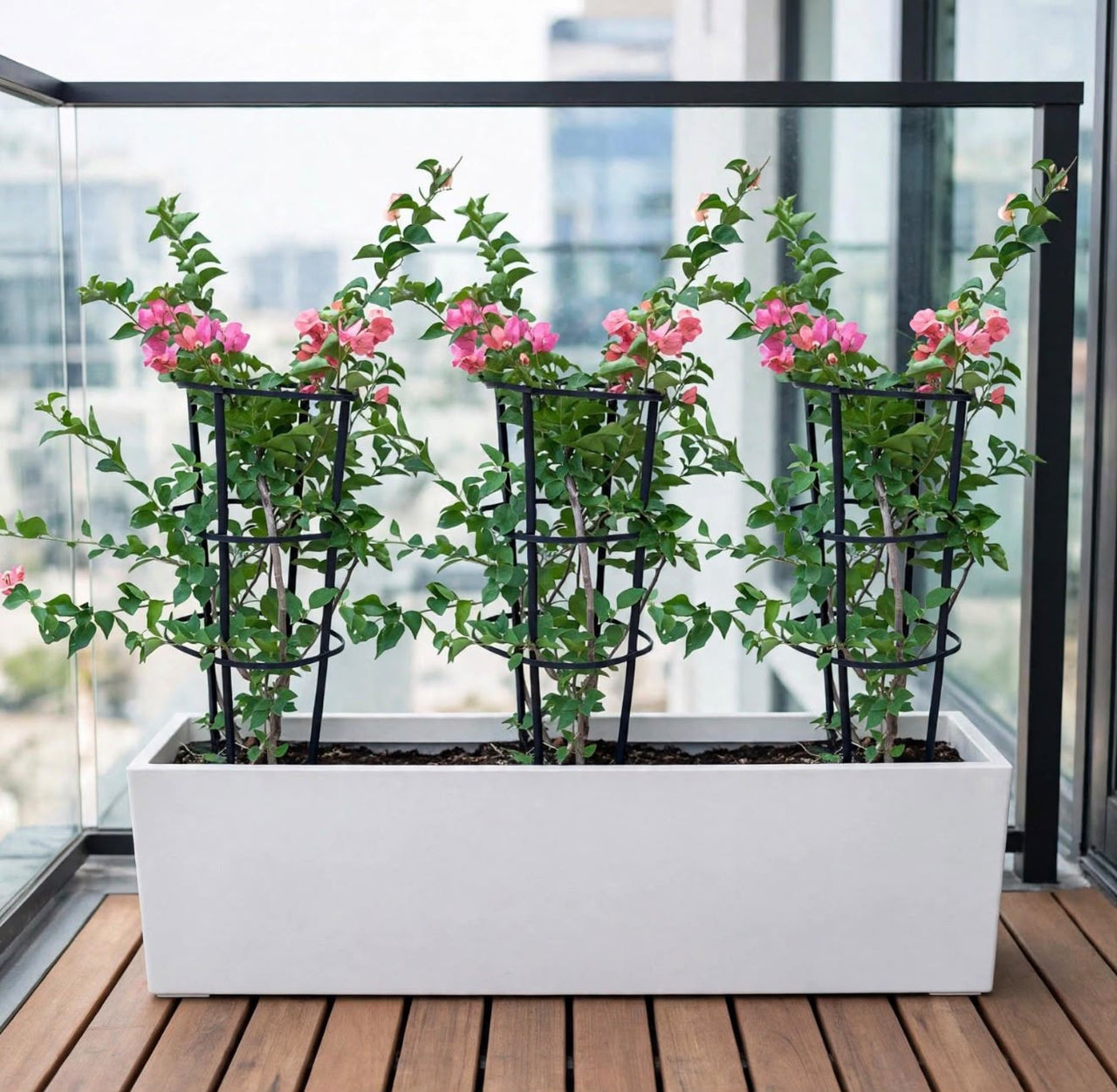Bougainvillea 4-Sticks Triple Bundle – 3 Bougainvillea with Trellis in 90x30x30cm GRP Planter