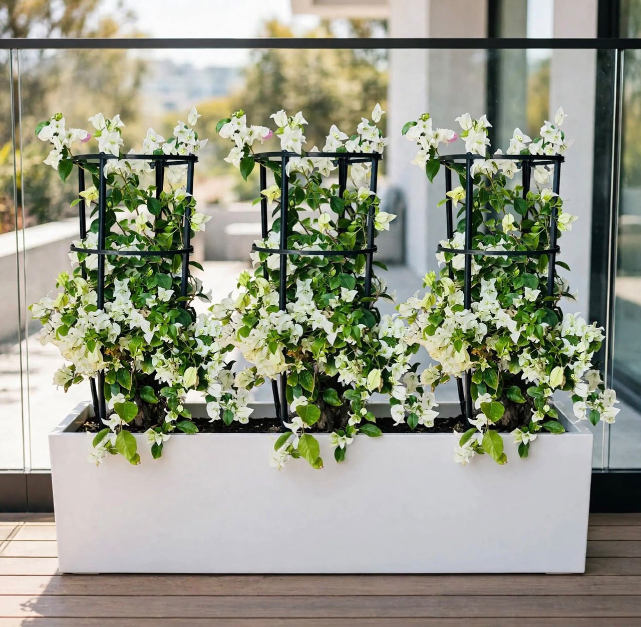 Bougainvillea 4-Sticks Triple Bundle – 3 Bougainvillea with Trellis in 90x30x30cm GRP Planter