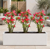 Adenium Triple Bundle – 3 Red Desert Rose in 90cm White GRP Trough – Flowering Patio Statement - 3-in-1