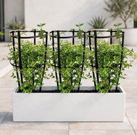 Jasmine Triple Bundle – 3 Fragrant Climbers with Trellis in GRP Trough – Patio Privacy Liner – 3 in 1