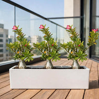 Adenium Triple Bundle – 3 Pink Desert Rose in GRP Trough – Balcony Flowering Statement – 3 in 1