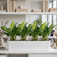 Aglaonema Bundle – 4 Chinese Evergreen Plant GRP Trough 90x30x30cm – 4-in-1 Low Light Indoor Plants Dubai