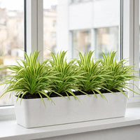 Pandanus Baptistii Bundle – 4 Plants in a White GRP Trough – 4-in-1 | Office/Home Bundle